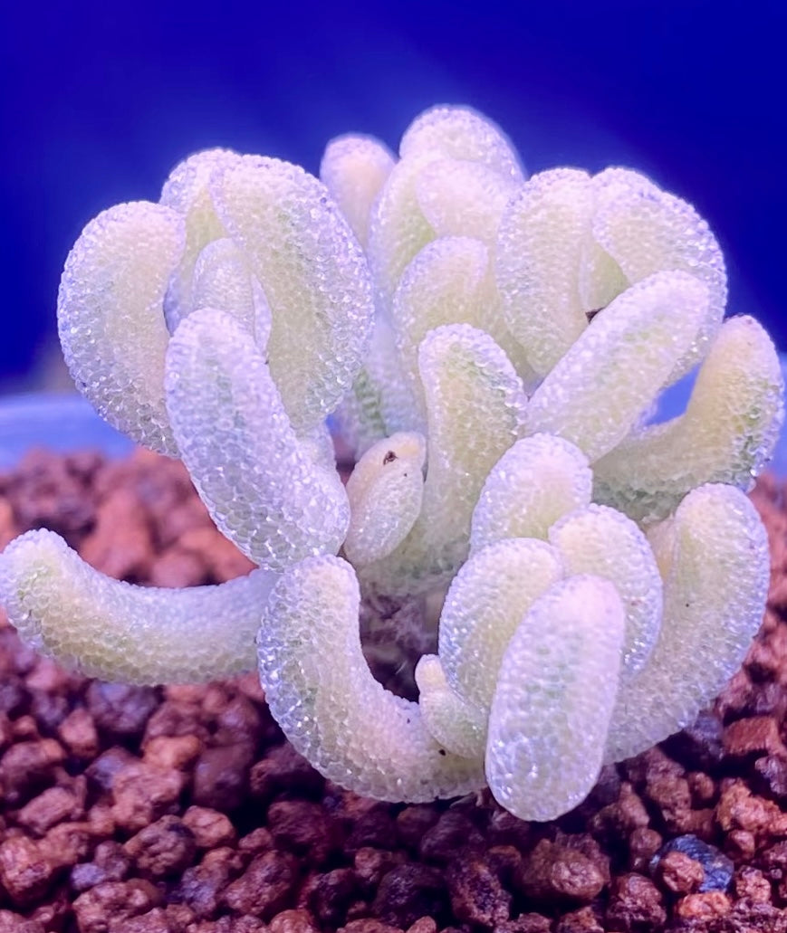 10 Seeds, Variegated Drosanthemum floribundum ‘White Crystal’, Succulent seed