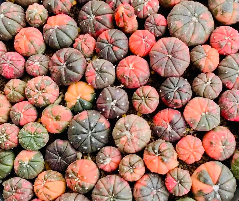 10 Seeds Astrophytum ‘Star plant’ v. Variegated Rare Succulents Cactus