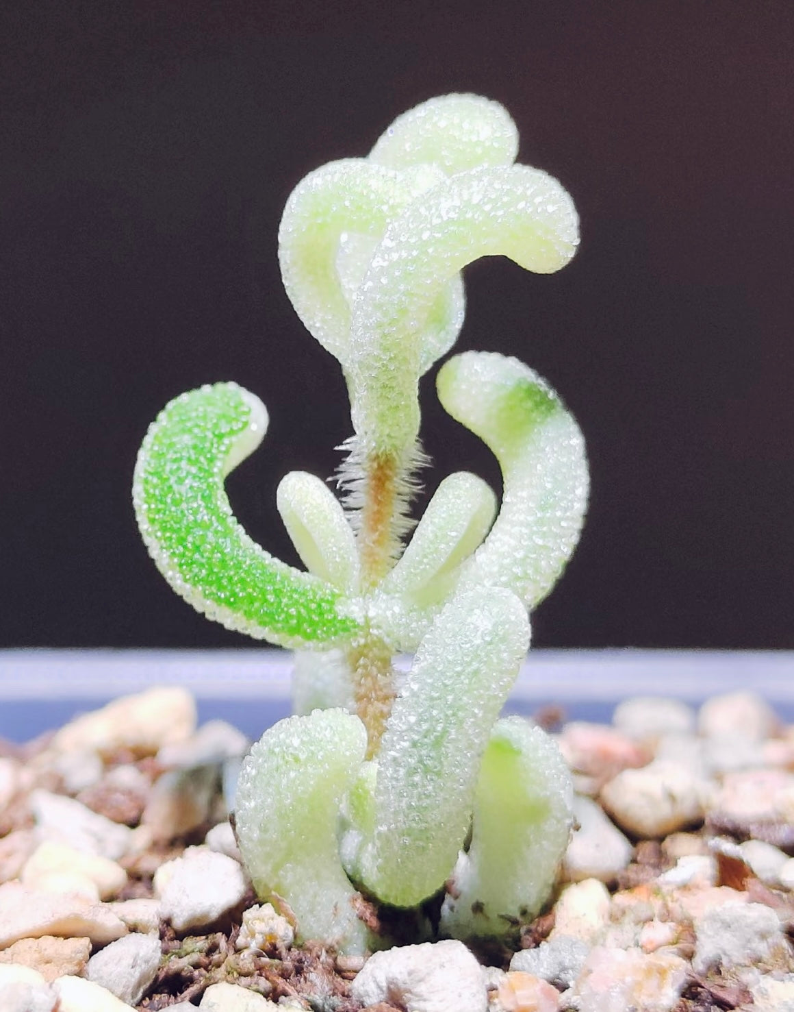 10 Seeds, Variegated Drosanthemum floribundum ‘White Crystal’, Succulent seed