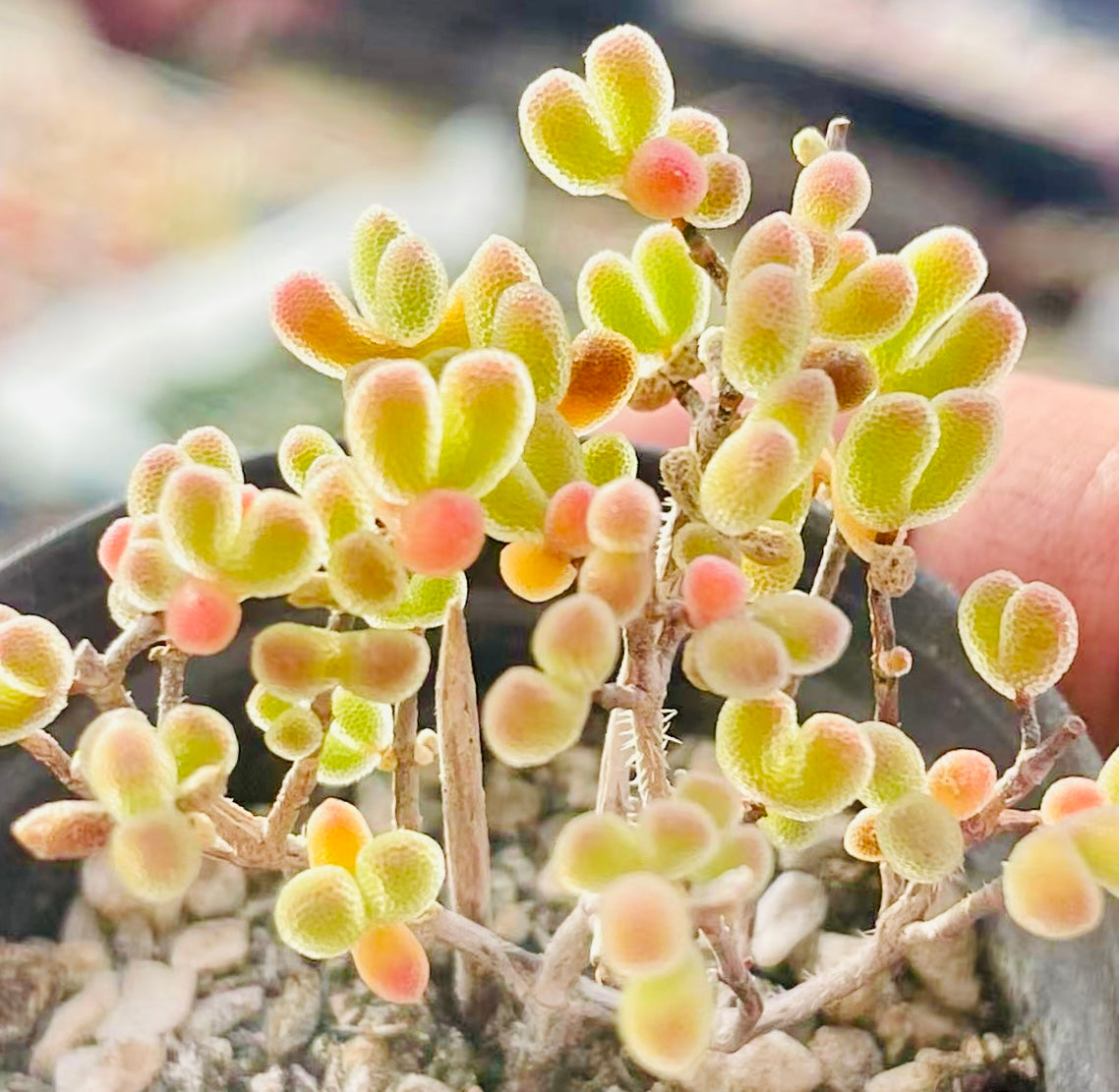 10 Seeds Drosanthemum schoenlandianum Very Rare Succulent Meaty Plant