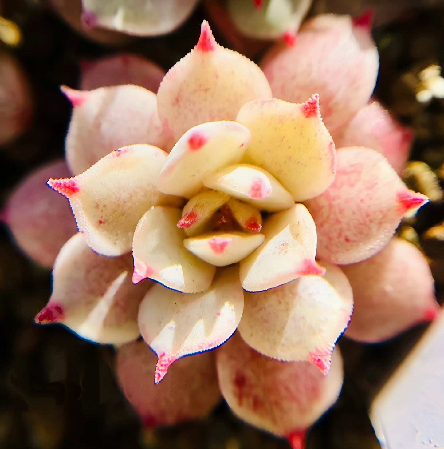 10 Seeds Echeveria nova X 'Vincent Catto' New hybrid rare Succulent Plant
