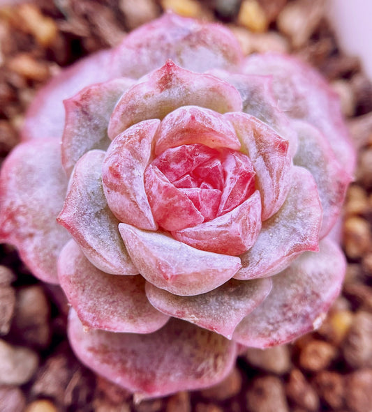10 Seeds Echeveria hyaliana X Monroe New Hyalina Hybrid Seed Rare Succulent Pink Flower Succulents Meaty Plants
