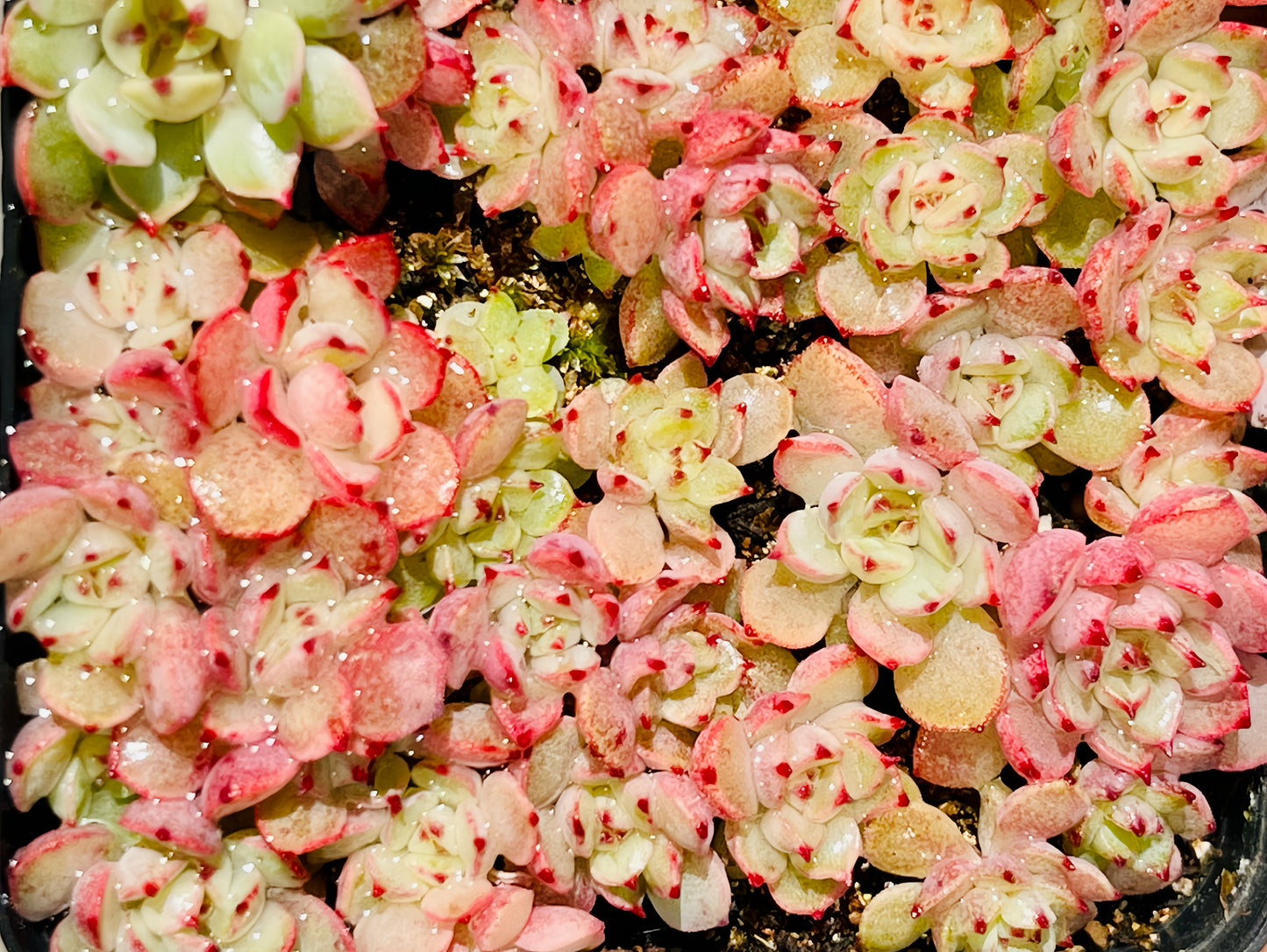 10 Seeds Echeveria nova X 'Vincent Catto' New hybrid rare Succulent Plant