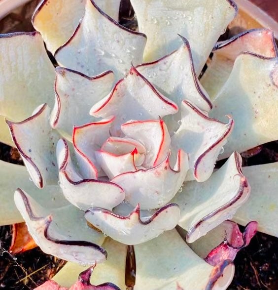 10 Seeds Echeveria Strictiflora V. Nova Rare Succulent Plant