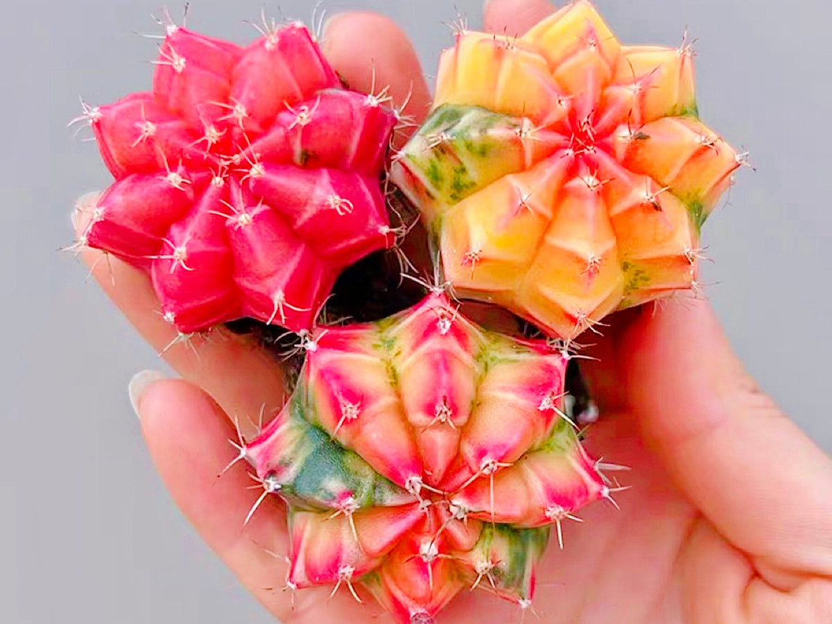 10 Seeds Gymnocalycium mihanovichii var. friedrichii Werder SEED Rare Cactus Succulent Meaty Plant