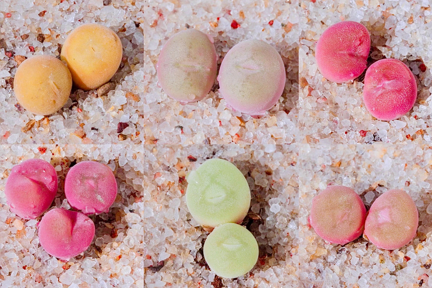 10 Seeds Conophytum concavum, sweet white flowers Rare Succulent Seed Succulents Living stone