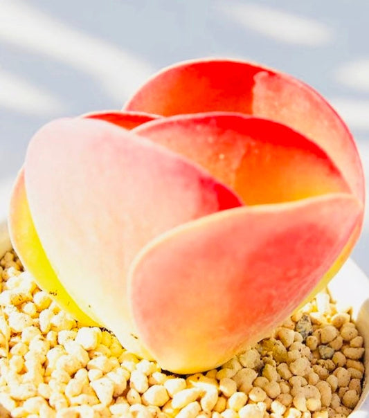 10 Seeds Kalanchoe thyrsiflora Succulent Seed Pink Succulents Meaty Plants seeds