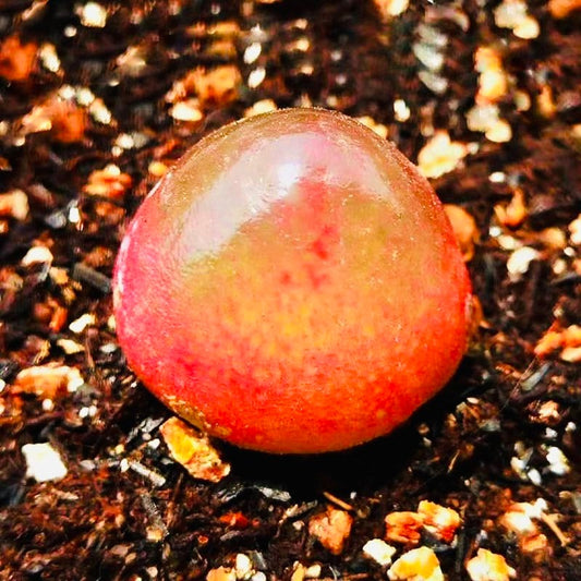 10 Seeds MIX Conophytum burgeri sp Very Rare Succulent Meaty Plant Living stone