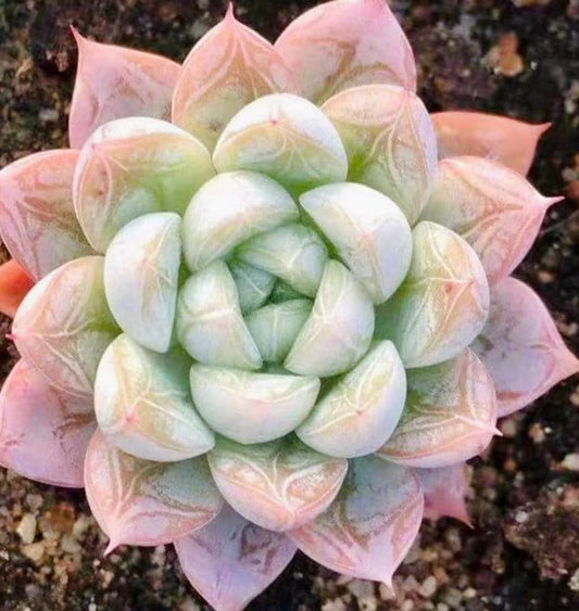 10 Seeds Echeveria ‘Alba’ X Tolimanensis, Elsa, Rare Succulents hybrid Seed
