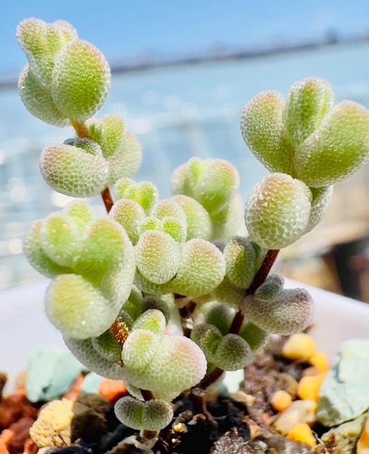 10 Seeds Drosanthemum delicatulum Very Rare Succulent Seed Pink Succulents Meaty Plants