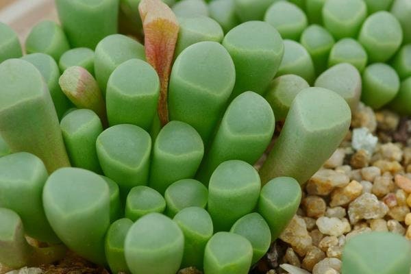 10 Seeds Fenestraria aurantiaca / Baby Toes Funny Succulent