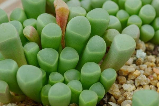 10 Seeds Fenestraria aurantiaca / Baby Toes Funny Succulent