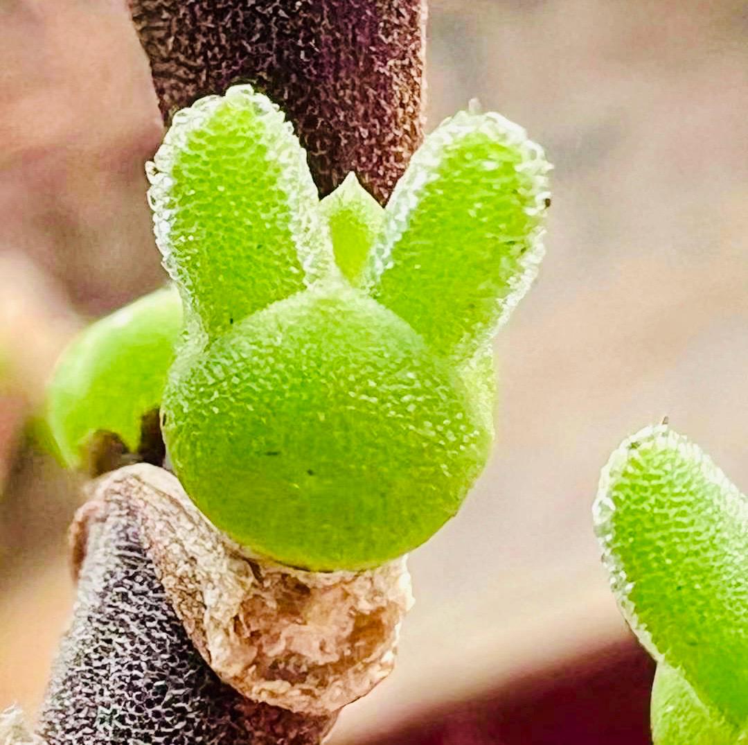 10 Seeds Dicrocaulon ramulosum Very Popular Succulent Seed Pink Succulents Meaty Plants