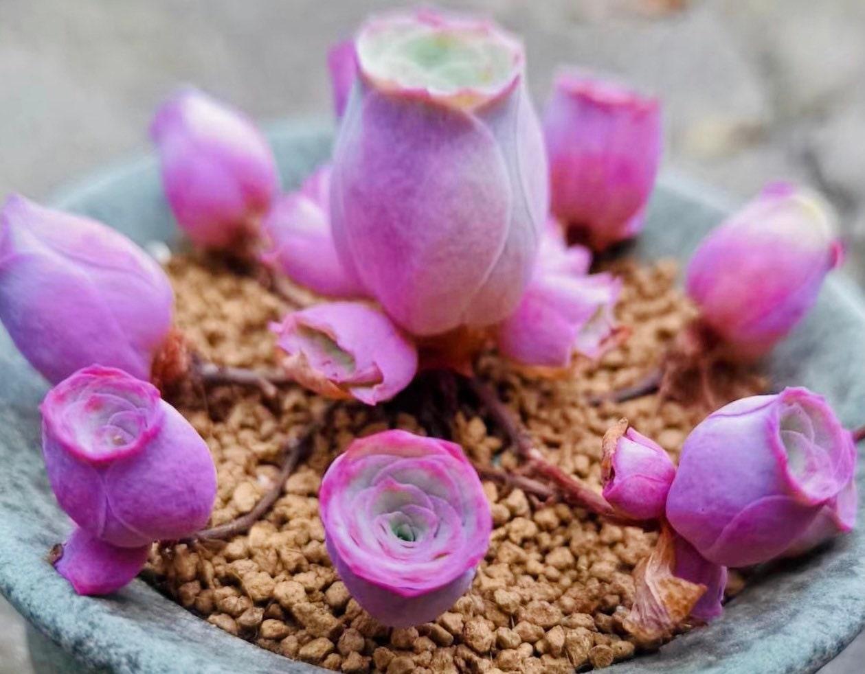 10 Seeds Greenovia aurea sp. 'Love Letter' very Rare Pink mountain Rose Seed Succulent Bonsai Plant Flower Succulents Meaty Plants