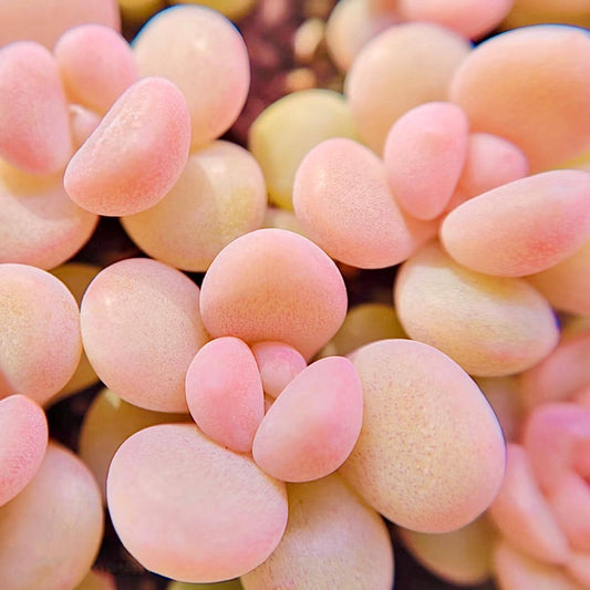 10 seeds Graptopetalum mendozae X Echeveria Laui New Hybrid Hybrids Seed Rare Succulent Plant
