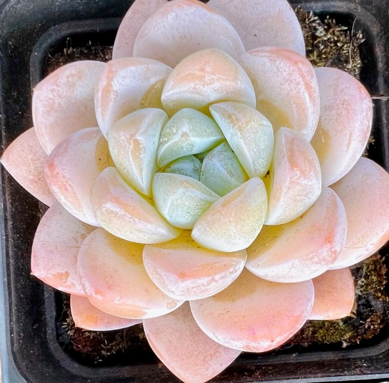 10 Seeds Echeveria Ice Green X Laui Hybrid Seeds: Rare Pink Purple Succulent