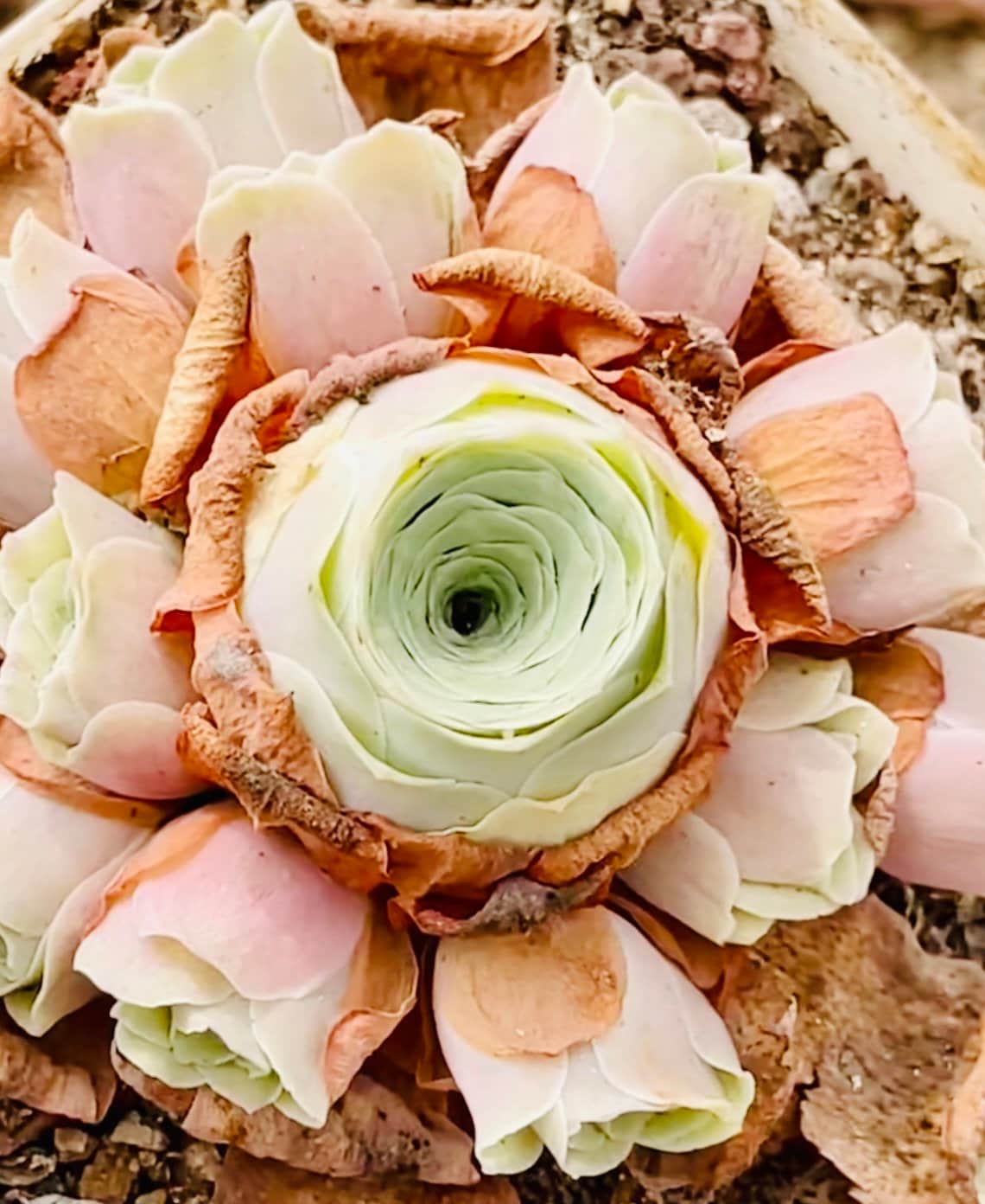 10 Seeds Greenovia aurea sp. 'Love Letter' very Rare Pink mountain Rose Seed Succulent Bonsai Plant Flower Succulents Meaty Plants