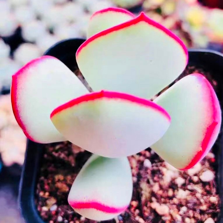 10 Seeds Cotyledon orbiculata ’Hakubi’ Rare Succulent Seed lovely red edge Meaty Plant