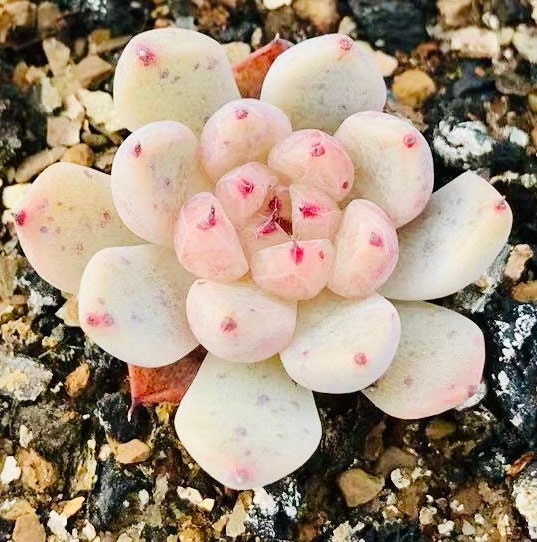 10 Seeds MIX Echeveria cuspidata Hybrid Seed Rare Succulent Plant