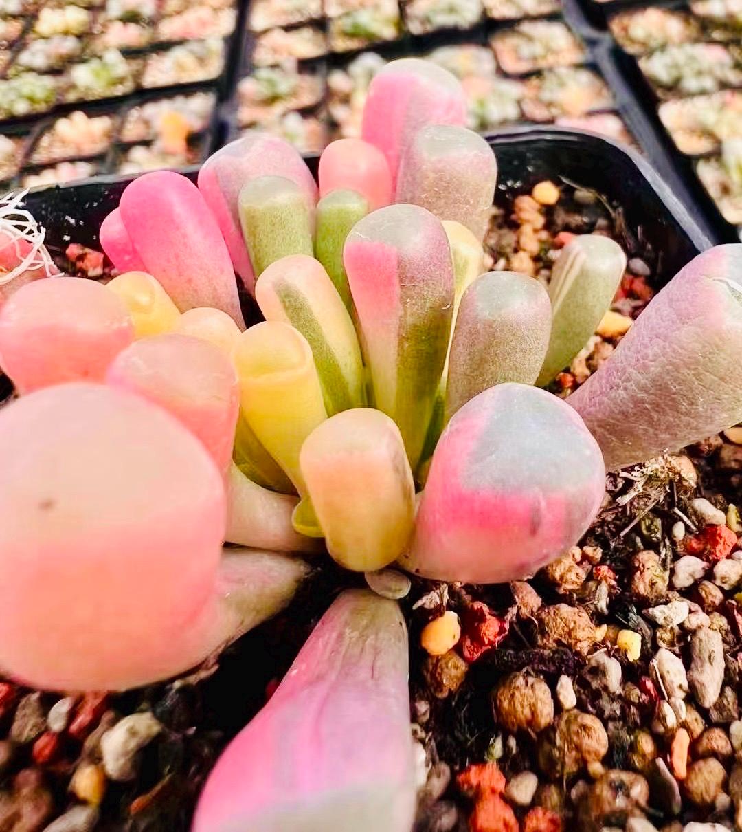 10 Seeds Fenestraria aurantiaca var. (Baby toes) Variegated Very Rare Succulent Seed Pink Succulents Meaty Plants
