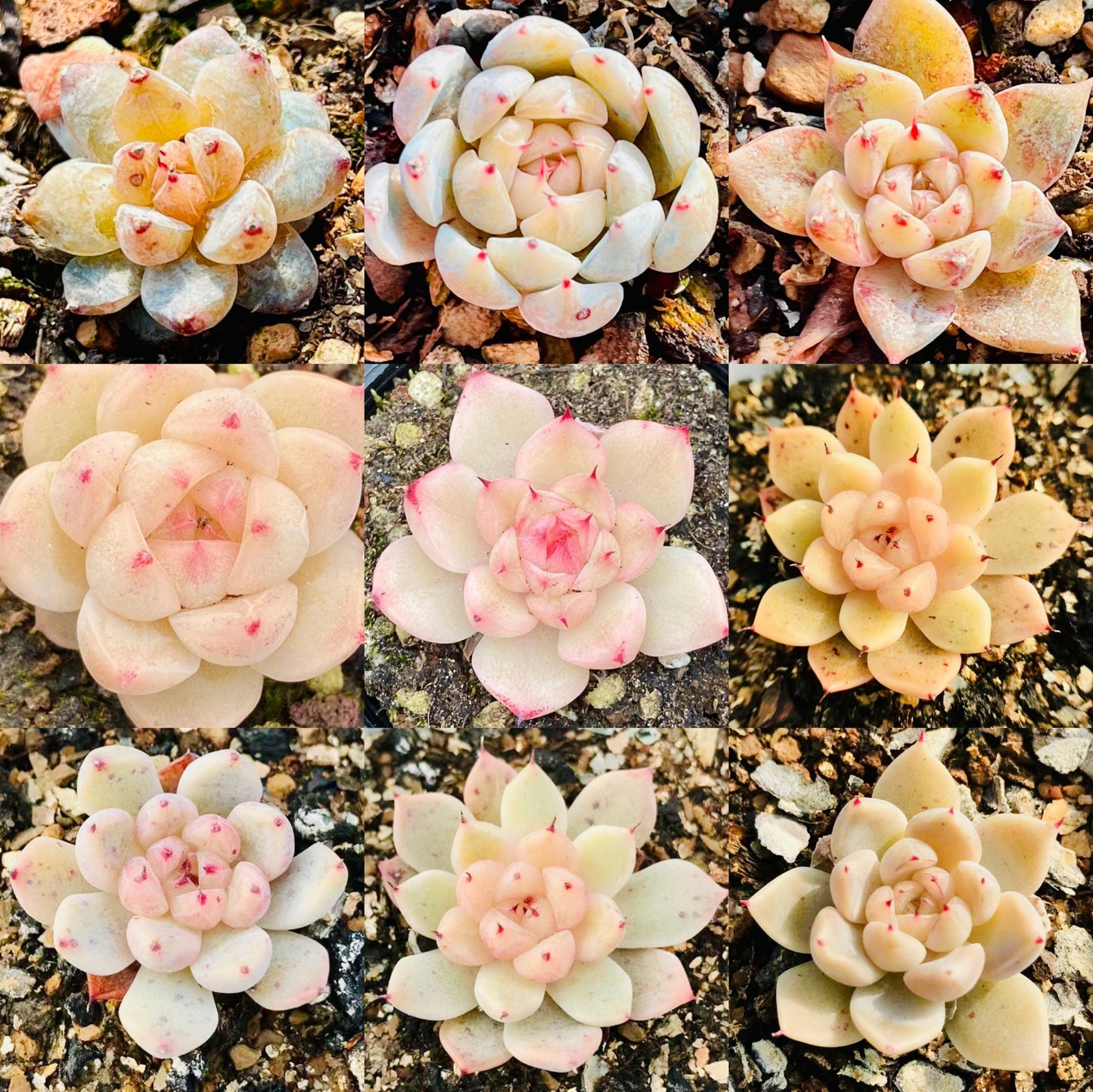 10 Seeds MIX Echeveria cuspidata Hybrid Seed Rare Succulent Plant