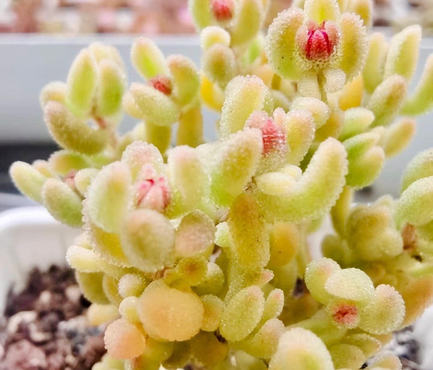 10 Seeds Drosanthemum stokoei VARIEGATED Very Rare Succulent Seed Pink Succulents Meaty Plants
