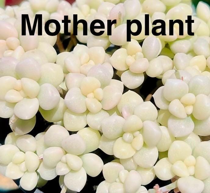 10 Seeds Variegated Graptopetalum mendozae X Echeveria Laui Seeds: Rare Succulent Hybrid
