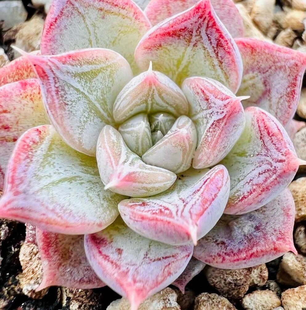 10 Seeds Echeveria ‘Shadow’ with farina lines /Farina patterns new elegans hybrid Rare Succulent Meaty Plants