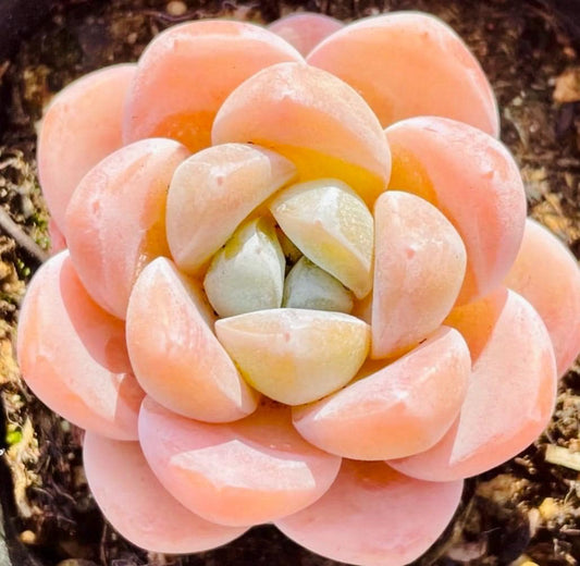 10 Seeds Echeveria Ice Green X Laui Hybrid Seeds: Rare Pink Purple Succulent