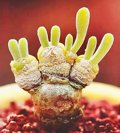 10 Seeds Monilaria moniliformis ‘Bunny Ear’/ ‘String of Pearls Rare’ Succulent Seed Living Stones Pink Purple Succulents Meaty Plants