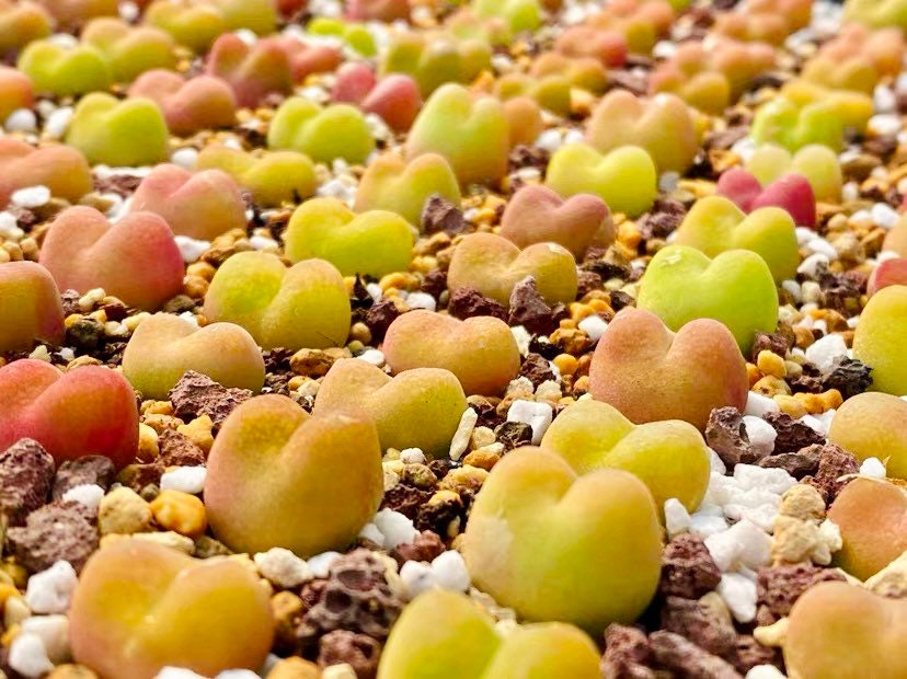 10 Seeds MIX colorful Conophytum maughanii sp Rare Succulent Seed Succulents Meaty Plants