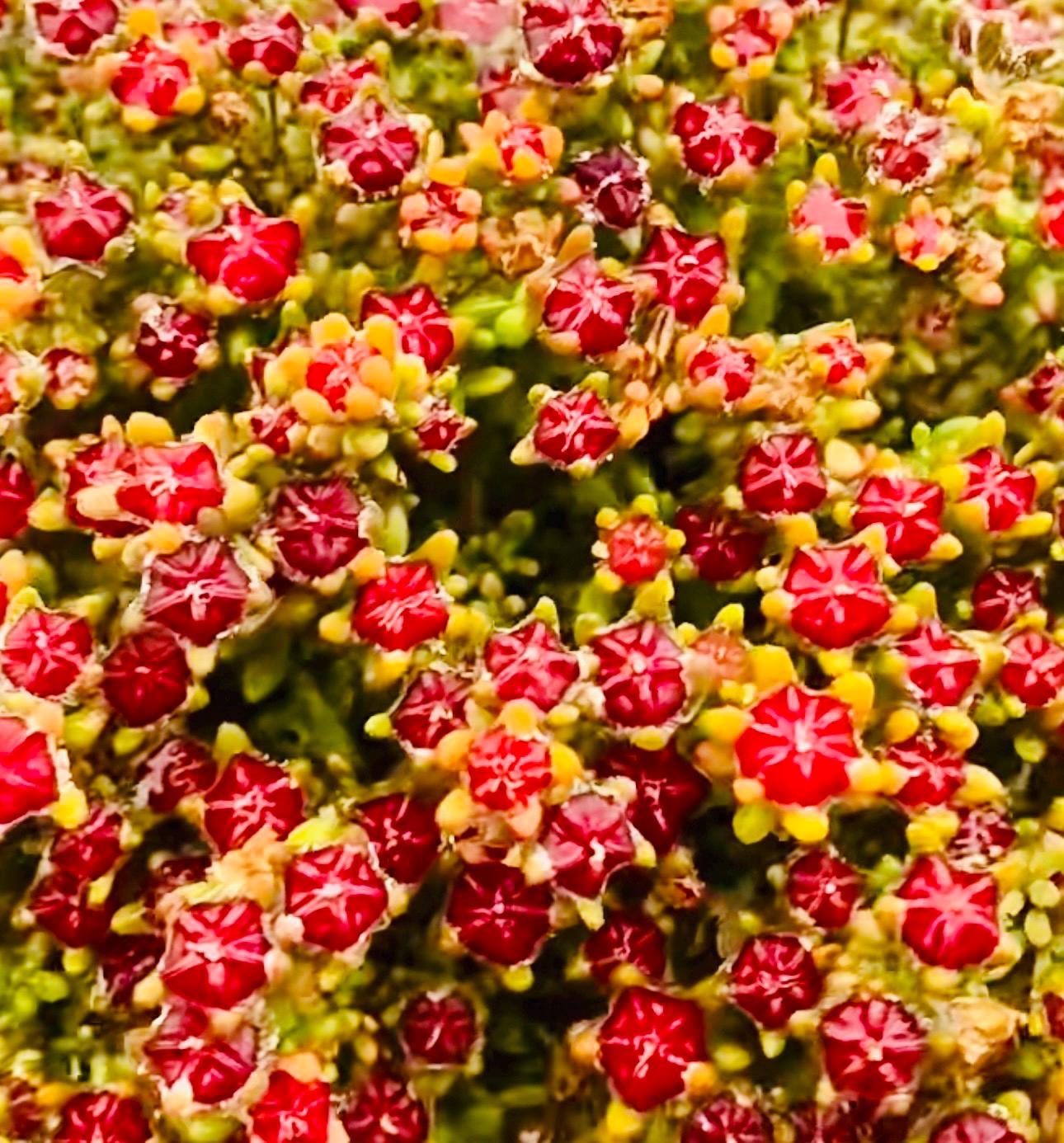 10 Seeds Drosanthemum stokoei Very Rare Succulent Seed Pink Succulents Meaty Plants