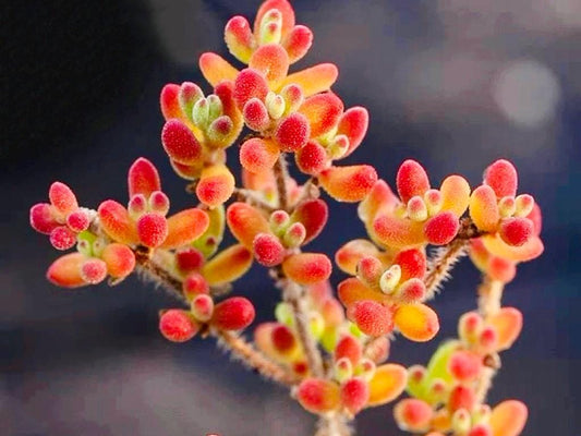 10 Seeds Drosanthemum stokoei Very Rare Succulent Seed Pink Succulents Meaty Plants