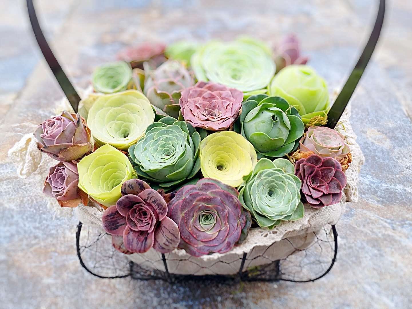 10 Seeds Rare Mountain Rose Seed MIX Greenovia Succulent Pink Purple Bonsai Plant Flower Succulents Meaty Plants