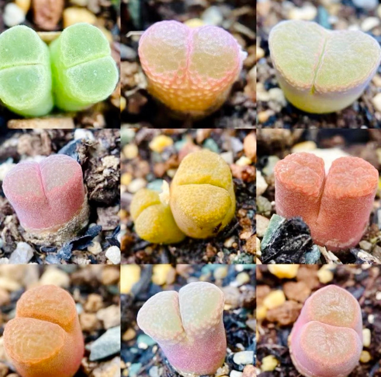 10 Seeds MIX colorful Ophthalmophyllum sp / Conophytum sp Rare Succulent Seed Pink Succulents Meaty Plants Living stone