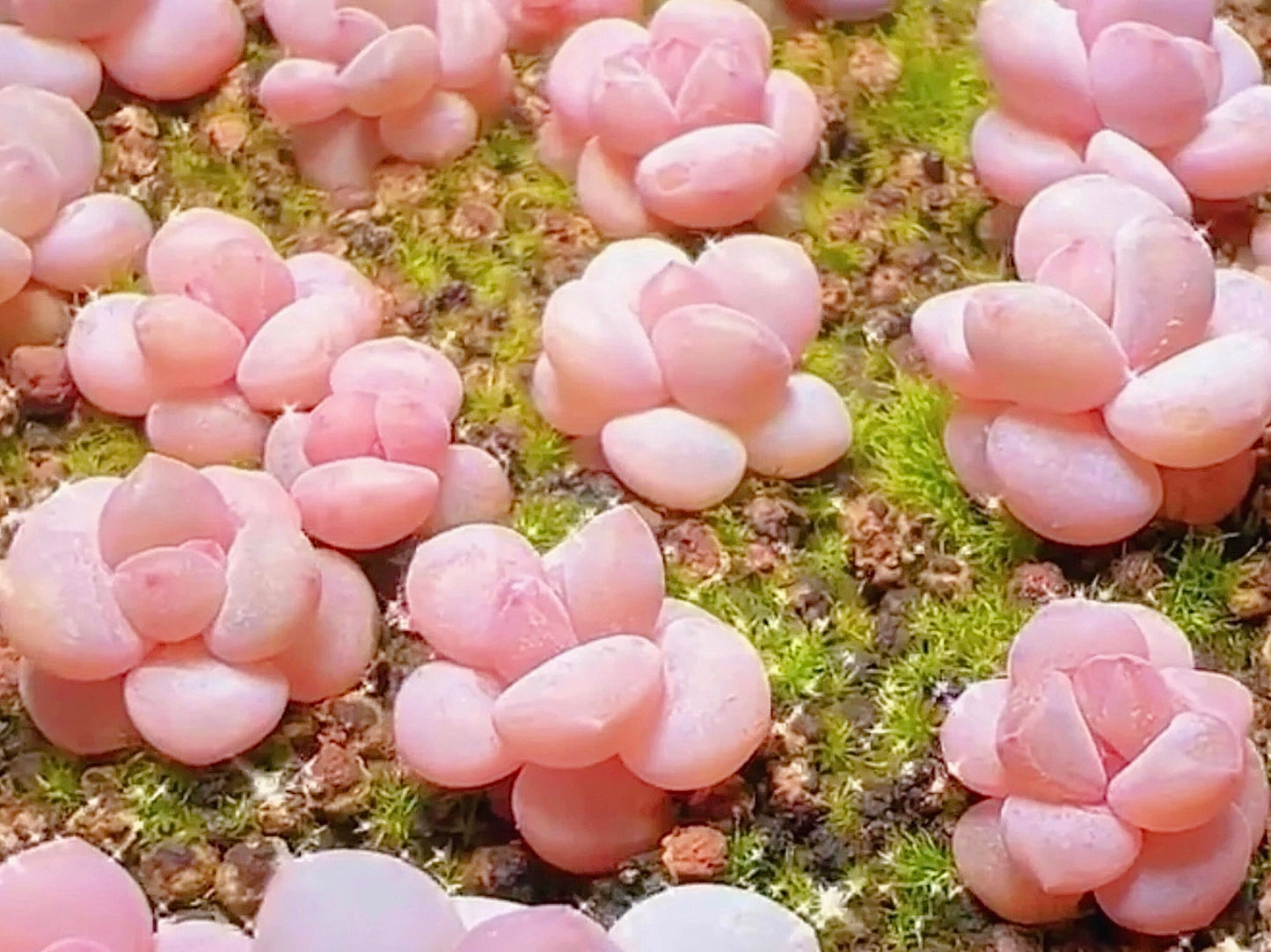 10 Seeds Pachyphytum 'Pink Cheese' X Echeveria Laui: Rare Pink Succulent Hybrid