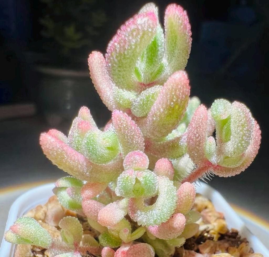 10 Seeds Drosanthemum stokoei VARIEGATED Very Rare Succulent Seed Pink Succulents Meaty Plants