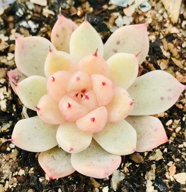 10 Seeds MIX Echeveria cuspidata Hybrid Seed Rare Succulent Plant