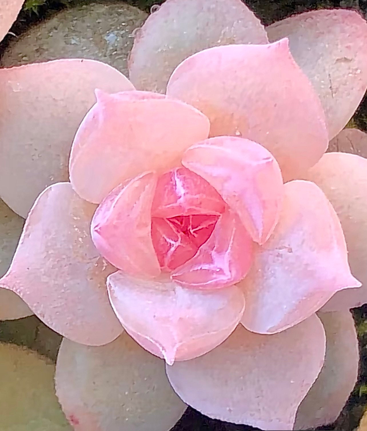 10 Seeds Echeveria hyaliana X Monroe New Hyalina Hybrid Seed Rare Succulent Pink Flower Succulents Meaty Plants