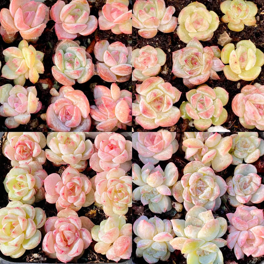 10 Seeds MIX Echeveria Monroe hybrid sp Rare Succulent Seed Hybrid Pink Succulents Meaty Plants seeds