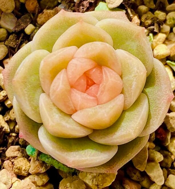 10 Seeds Echeveria hyaliana X Monroe New Hyalina Hybrid Seed Rare Succulent Pink Flower Succulents Meaty Plants