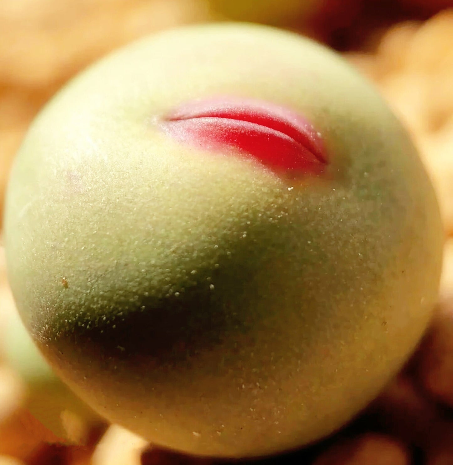 10 Seeds MIX Conophytum pageae ‘Red Lip’ sp Rare Succulent Seed Pink Succulents Meaty Plants Living stone