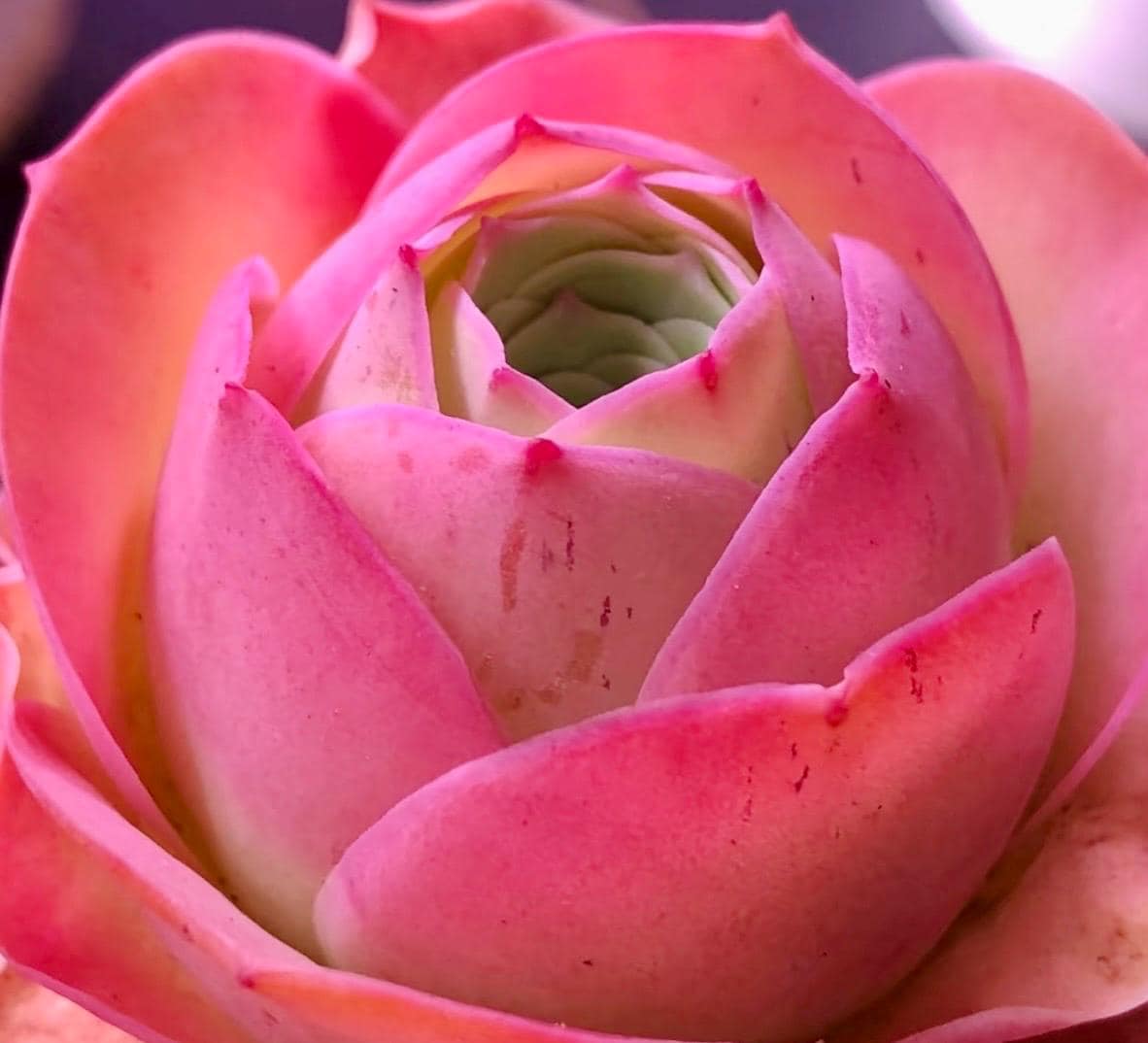 10 Seeds Greenovia Aurea sp La Palma Seeds: Rare Pink Mountain Rose Succulent