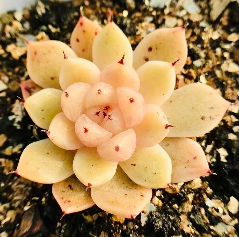 10 Seeds MIX Echeveria cuspidata Hybrid Seed Rare Succulent Plant