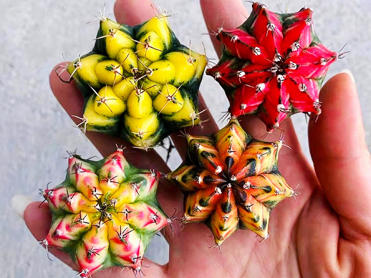 10 Seeds Gymnocalycium mihanovichii var. friedrichii Werder SEED Rare Cactus Succulent Meaty Plant