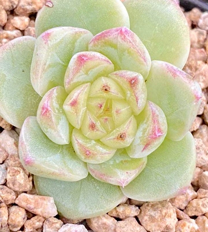 10 Seeds Echeveria ’Alba’ X Chihuahuaensis extremely Rare RECOMMENDED Succulent Meaty Plants