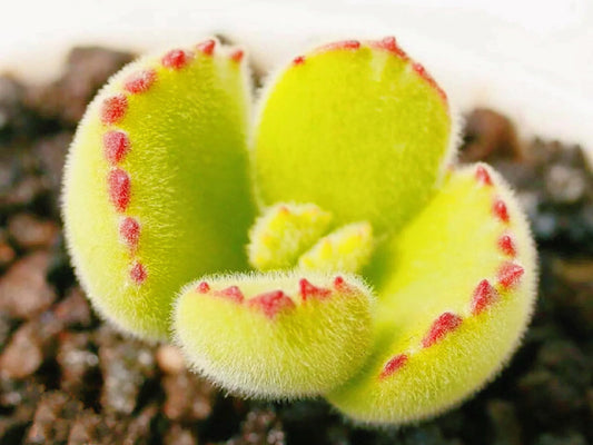 10 Seeds Cotyledon tomentosa ’Bear’s Paw’ Succulent Seed lovely Succulents Meaty Plants