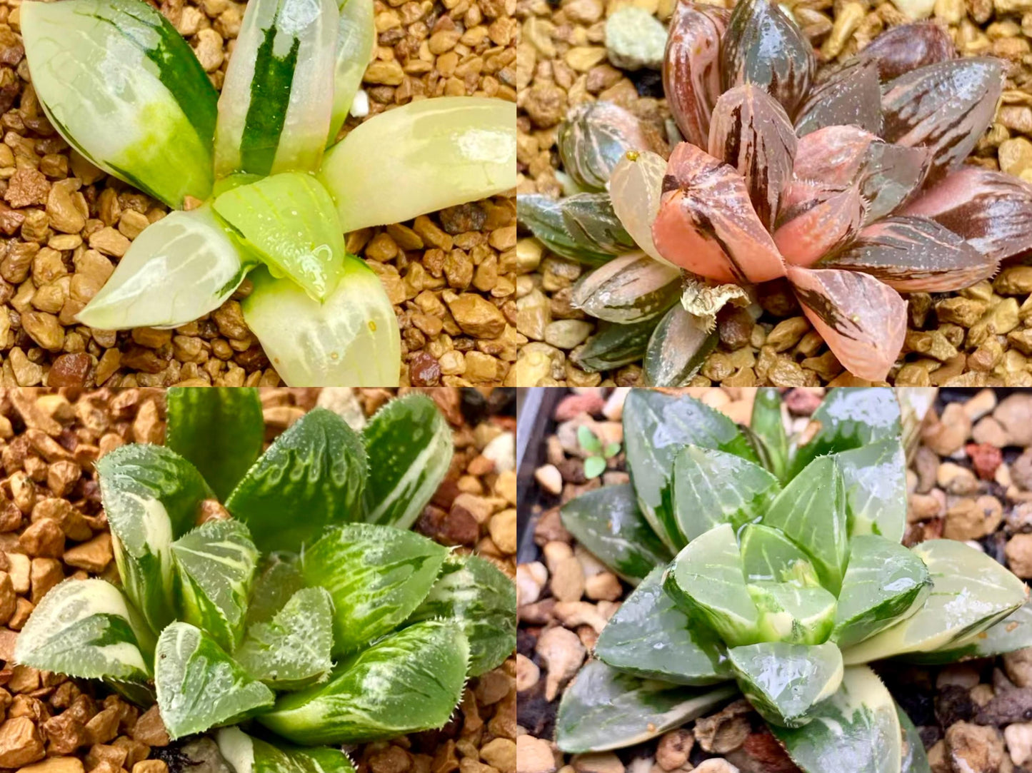 10 MIX Seeds Variegated Haworthia Emelyae / Picta sp seed Very Rare Succulent Meaty Plant