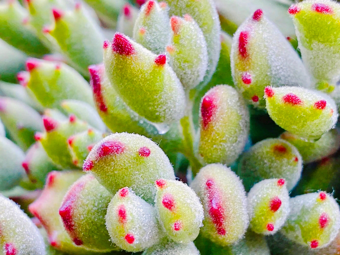 10 Seeds Cat paw (Cotyledon ladismithiensis 'konekonotume') Succulent Seed lovely Meaty Plants