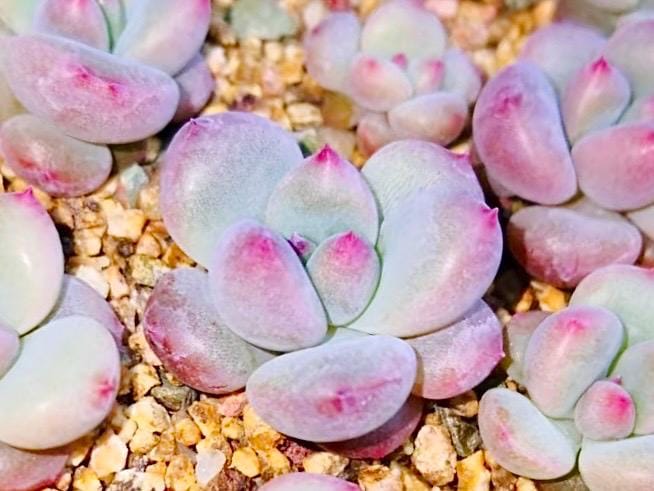 10 Seeds xPachyveria 'Elaine' X Echeveria rubin Rare hybrid New Succulent Plant